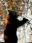 Red Panda fighting with stick (actually eating from branch)