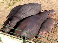 Hippos relaxing