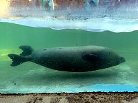 Sea lion swimming upside down