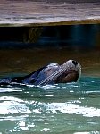 Sea lion swimming