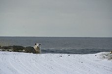 Curious sheep, Lofoten