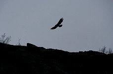 Lofoten sea-eagle