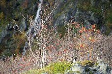 Lofoten scenery