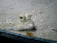 Kabelvåg aquarium