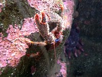 Kabelvåg aquarium