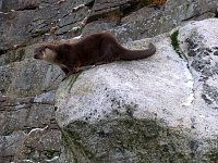 Kabelvåg aquarium