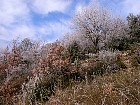 Trees on Monts d'Or