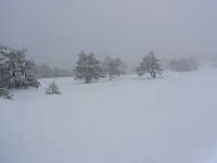 Trees in the fog