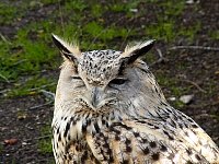 Bored owl