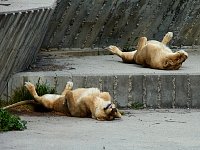 Lazy Lions