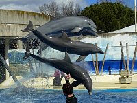 Dolphin show at Madrid zoo