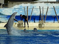 Dolphin show at Madrid zoo