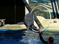 Dolphin show at Madrid zoo