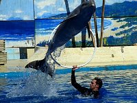 Dolphin show at Madrid zoo
