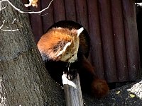 Red panda