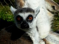 Lemur