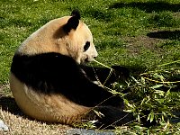 Giant Panda