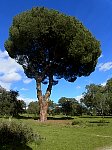 Tree in Casa de Camp