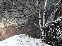 Birch tree and cable car