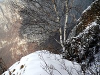 Birch tree and cable car