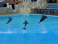 Jumping dolphins