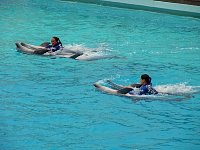 Dolphins pulling trainers