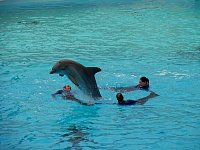 Dolphins jumping from trainer ring