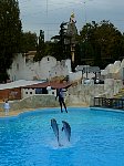 Trainer thrown in the air by dolphins