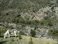 Scenery from Machu Picchu train
