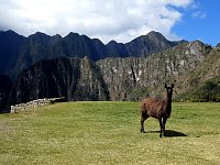 Machu Picchu llama