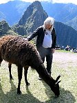 Machu Picchu llama