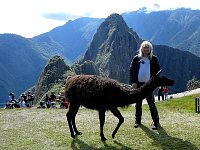 Machu Picchu llama