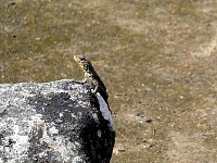 Lizard at Machu Picchu