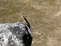 Lizard at Machu Picchu