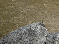 Lizard at Machu Picchu