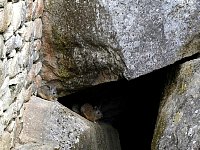 Viscacha in Machu Picchu