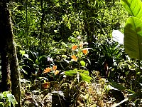 Machu Picchu botanic gardens