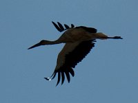 Stork flying