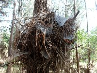 Sao Jacinto spider nests