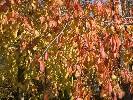 Autumn leaves, Herastrau Park