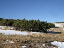 Bucegi mountain trees