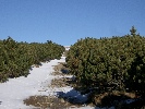 Bucegi mountain trees