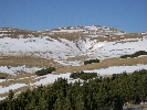 Bucegi mountain trees