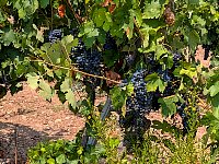 Rioja grapes