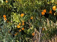 Lemon trees