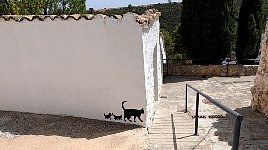 Cat graffiti in Alarcon