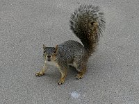 Texas Capitol squirrels