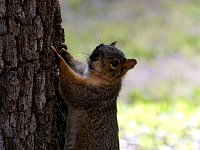 Texas Capitol squirrels