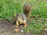 Texas Capitol squirrels in superhero pose