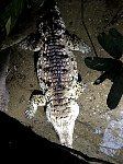 Massive crocodile